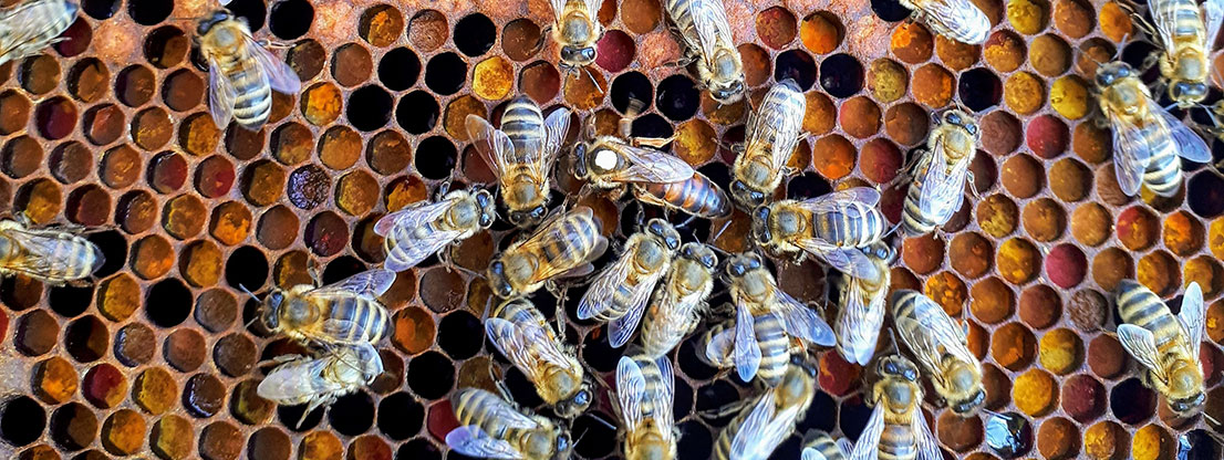 Bienen und Bienenkönigin