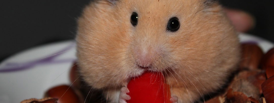 Hamster with fat cheeks