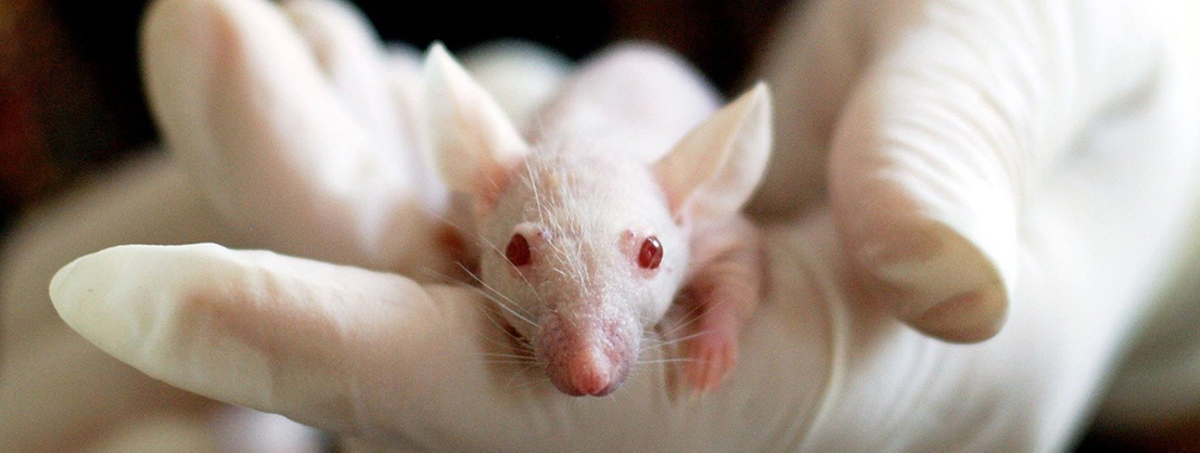 Mice, experiments show their response to periods of rest