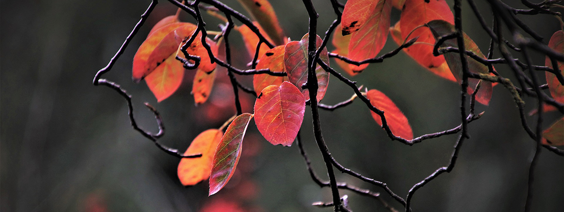 Autumn leaves in nature, silence