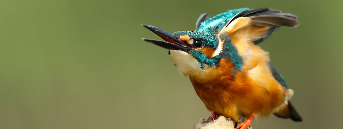 Eisvogel, Anzeiger intakte Natur