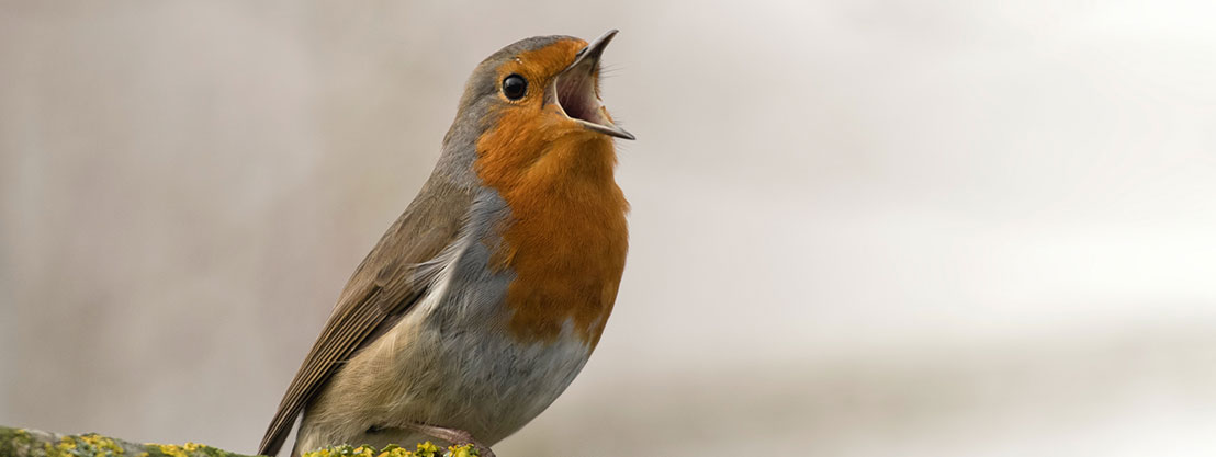 Ein Vogel, Warnrufe