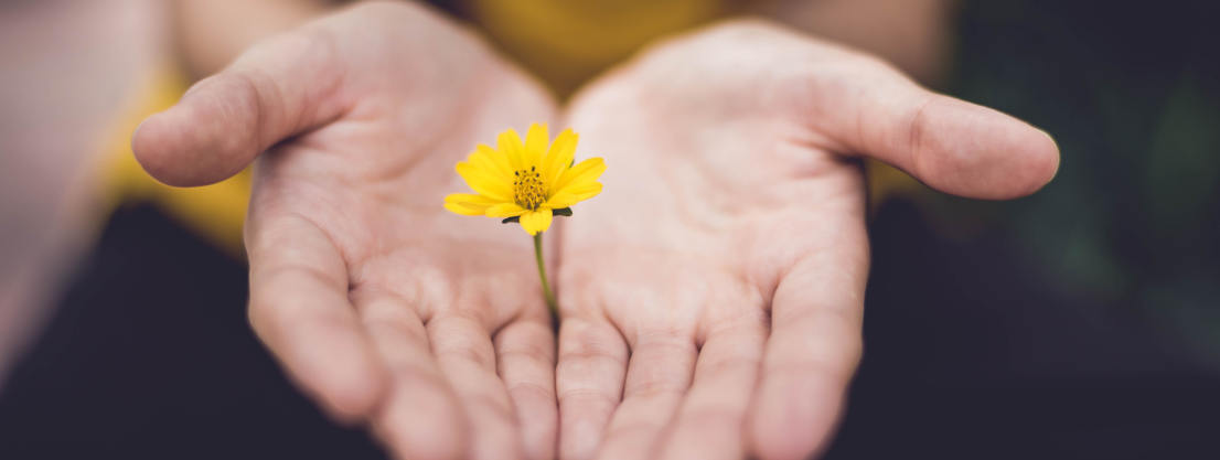 zwei Hände, die eine Blume halten. Es ist ein Zeichen der Achtsamkeit und Dankbarkeit